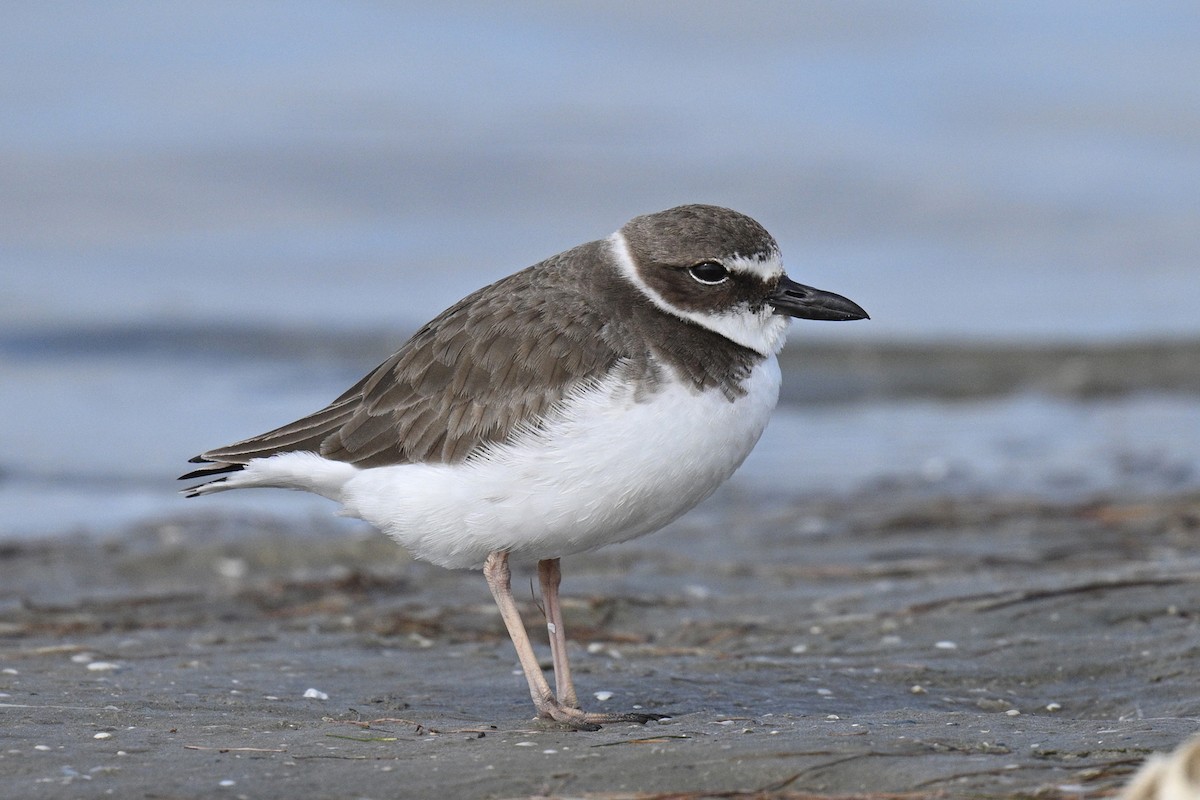 Wilson's Plover - ML612279433