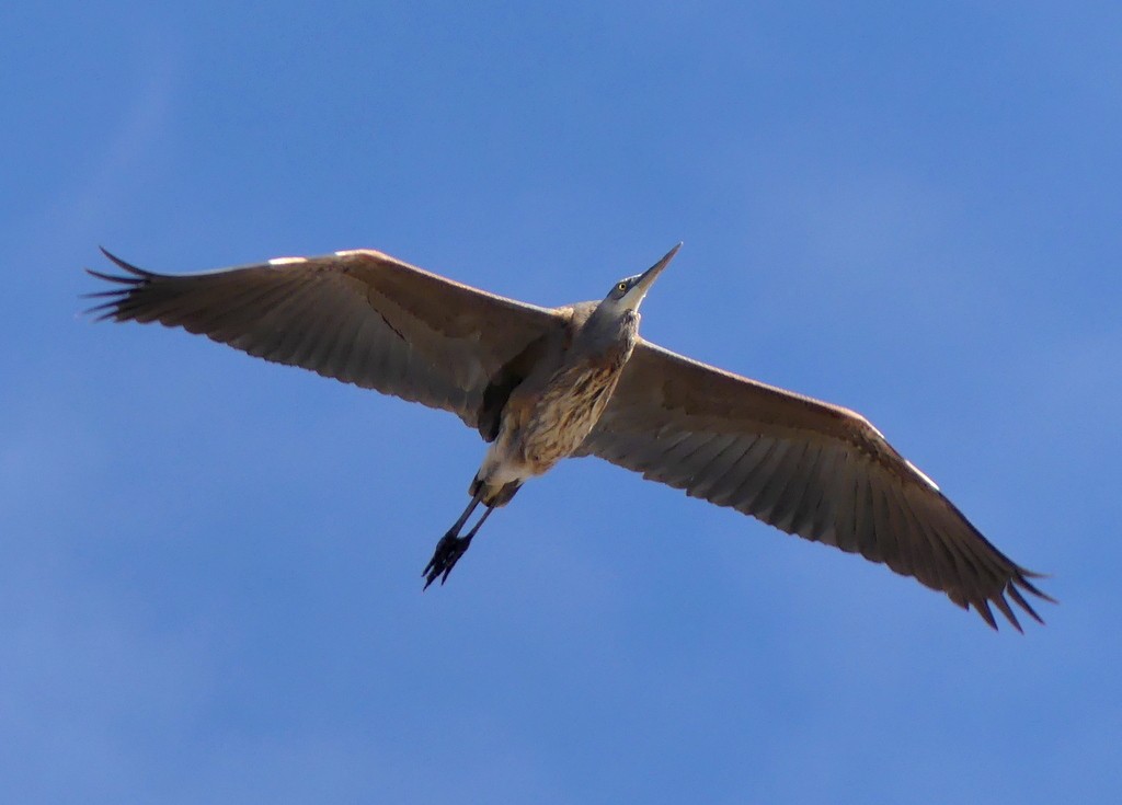 Great Blue Heron - ML612279434