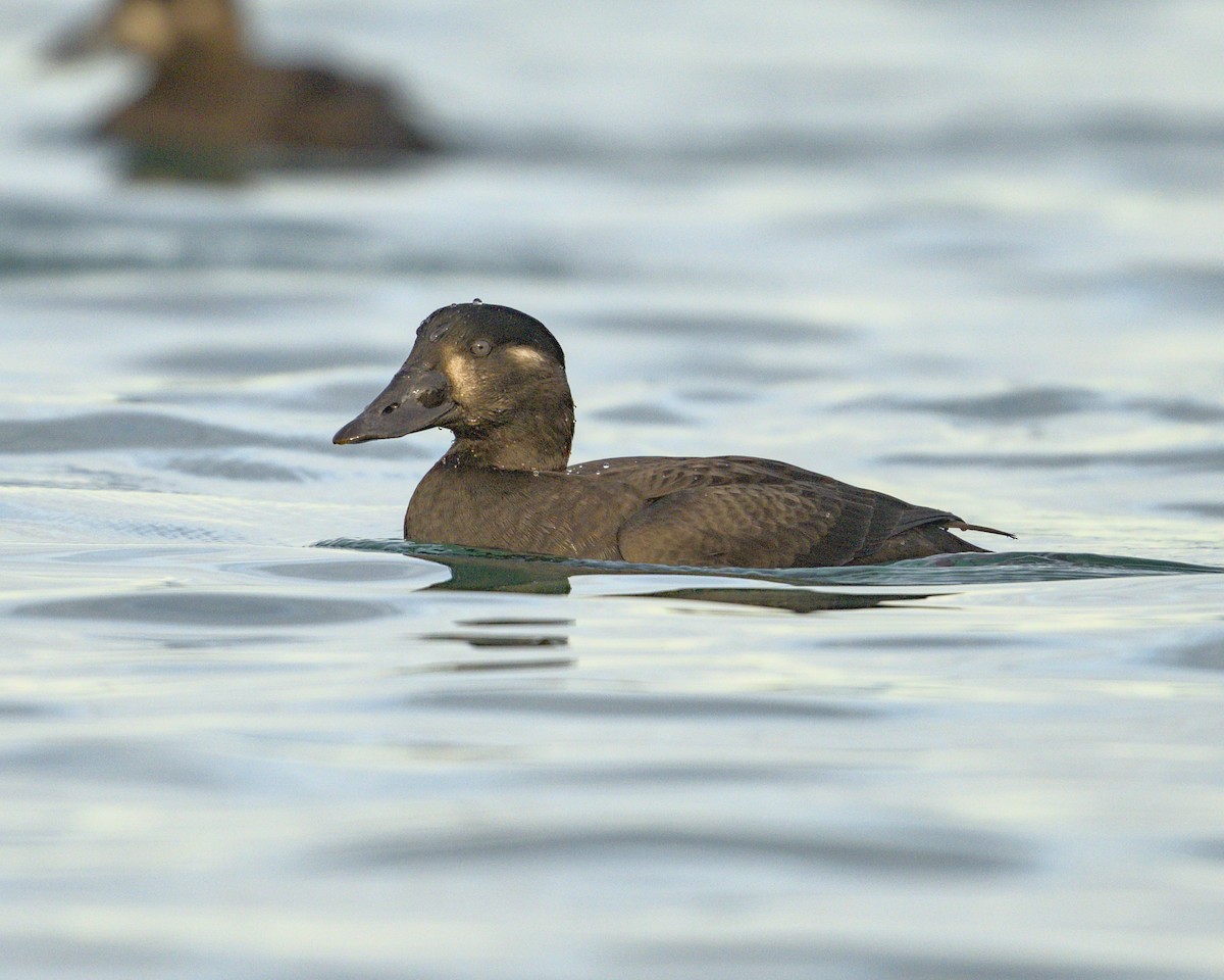 Surf Scoter - ML612279453