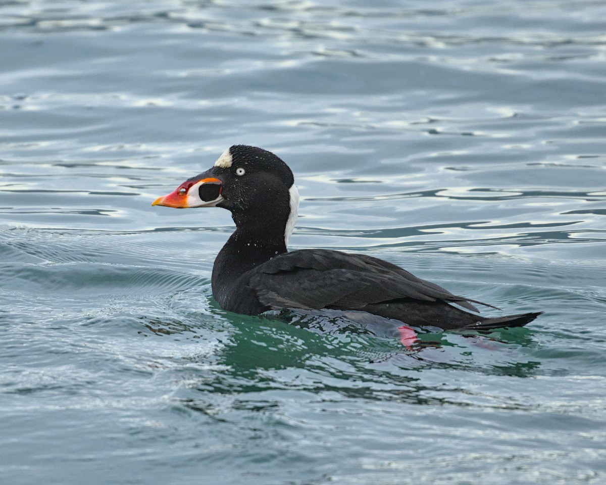 Surf Scoter - ML612279454