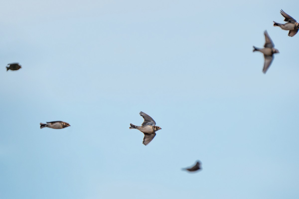 Lapland Longspur - ML612279478