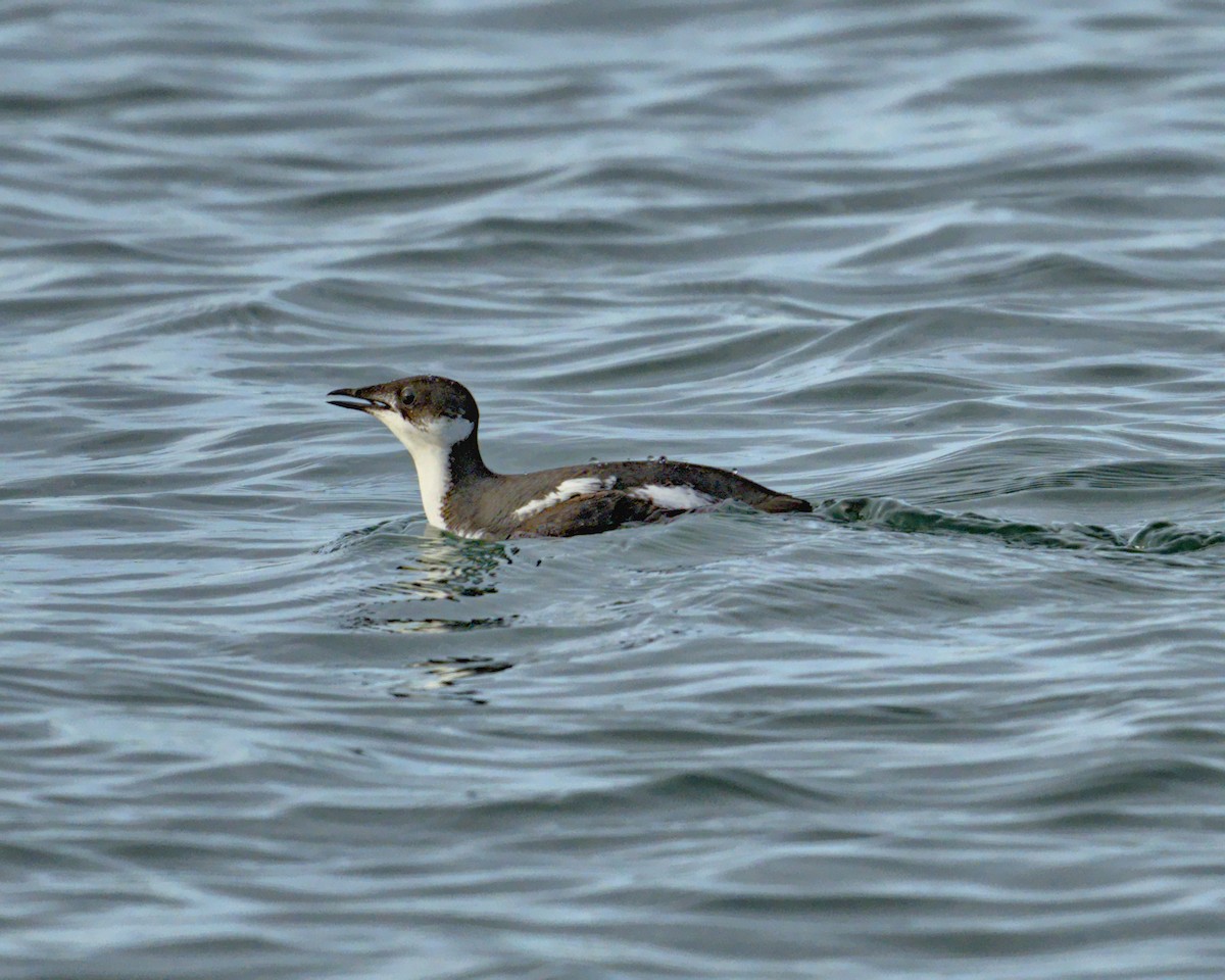 Marbled Murrelet - Bartholomew Birdee