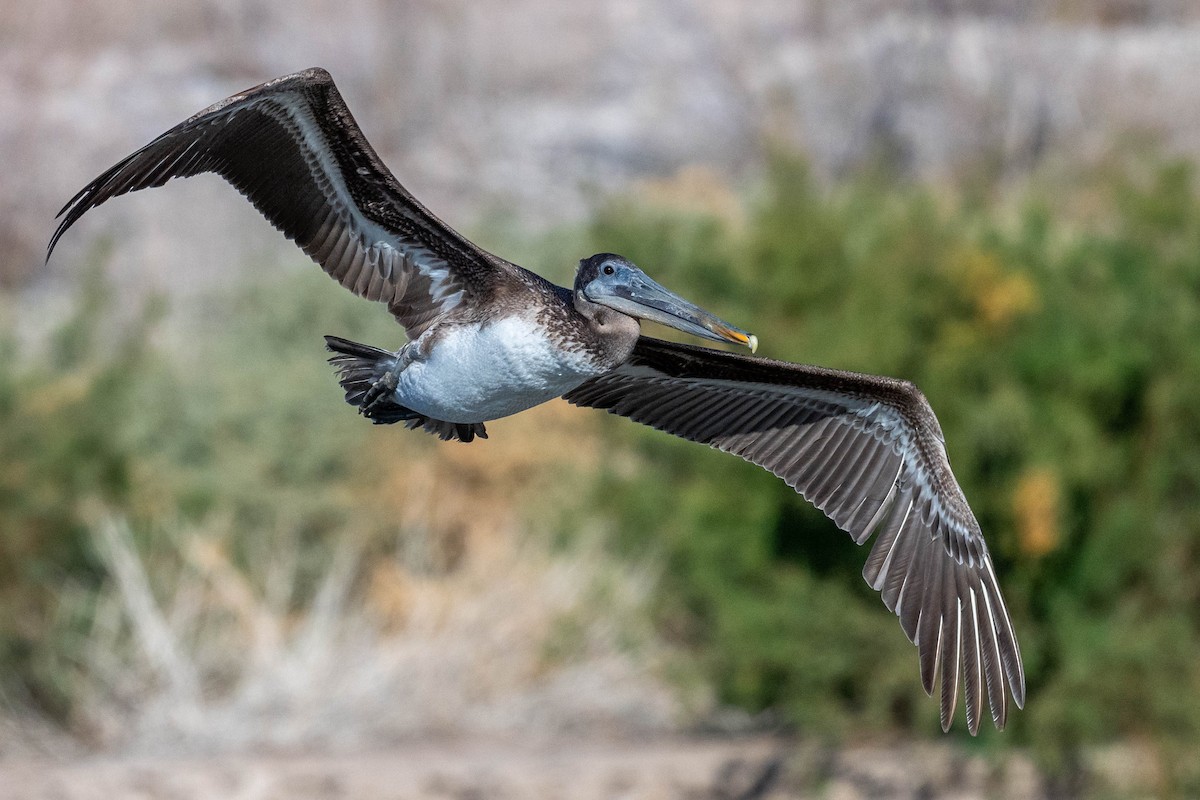 Brown Pelican - ML612279521