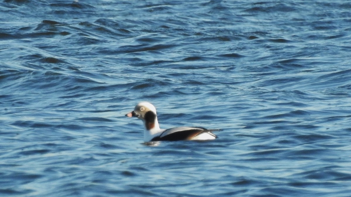 Long-tailed Duck - Vincent Glasser