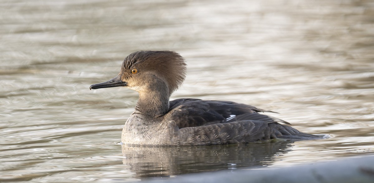 Hooded Merganser - ML612279588