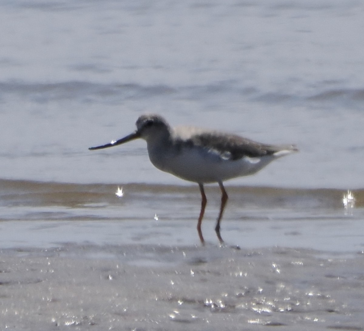 Terek Sandpiper - Annette Teng