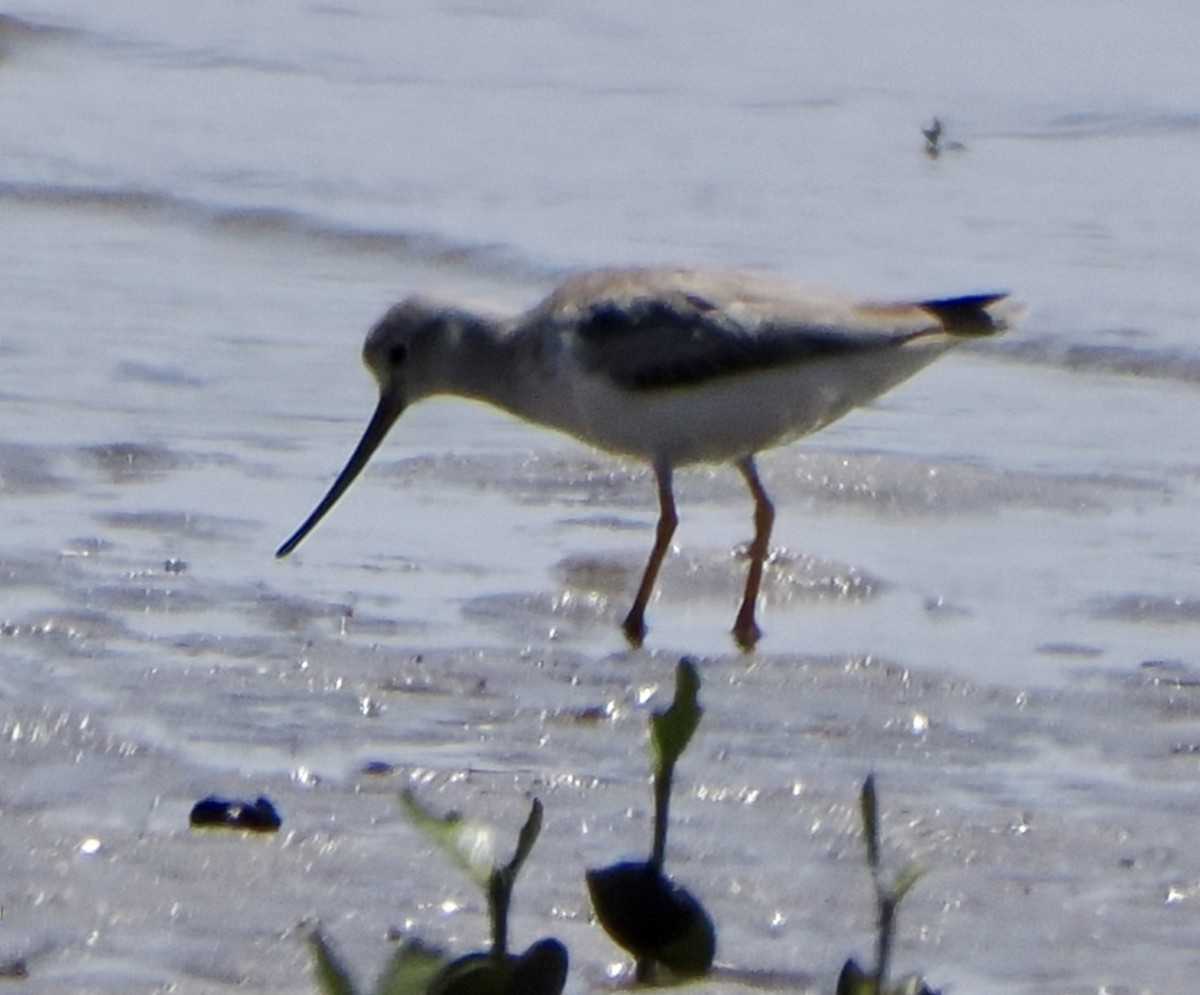 Terek Sandpiper - ML612279599