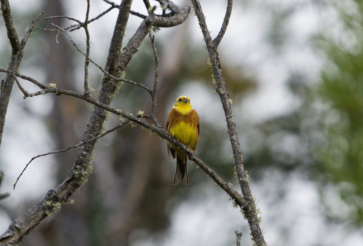 Yellowhammer - ML612279601