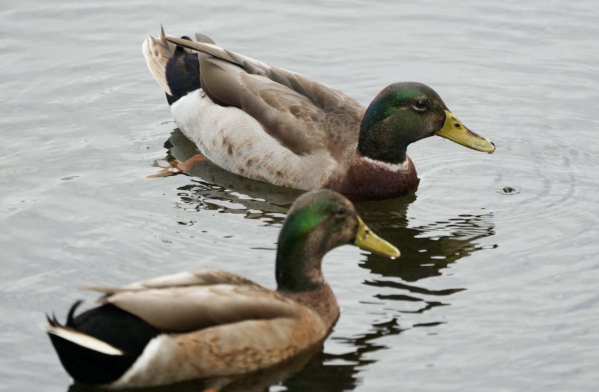 Mallard (Domestic type) - ML612279604