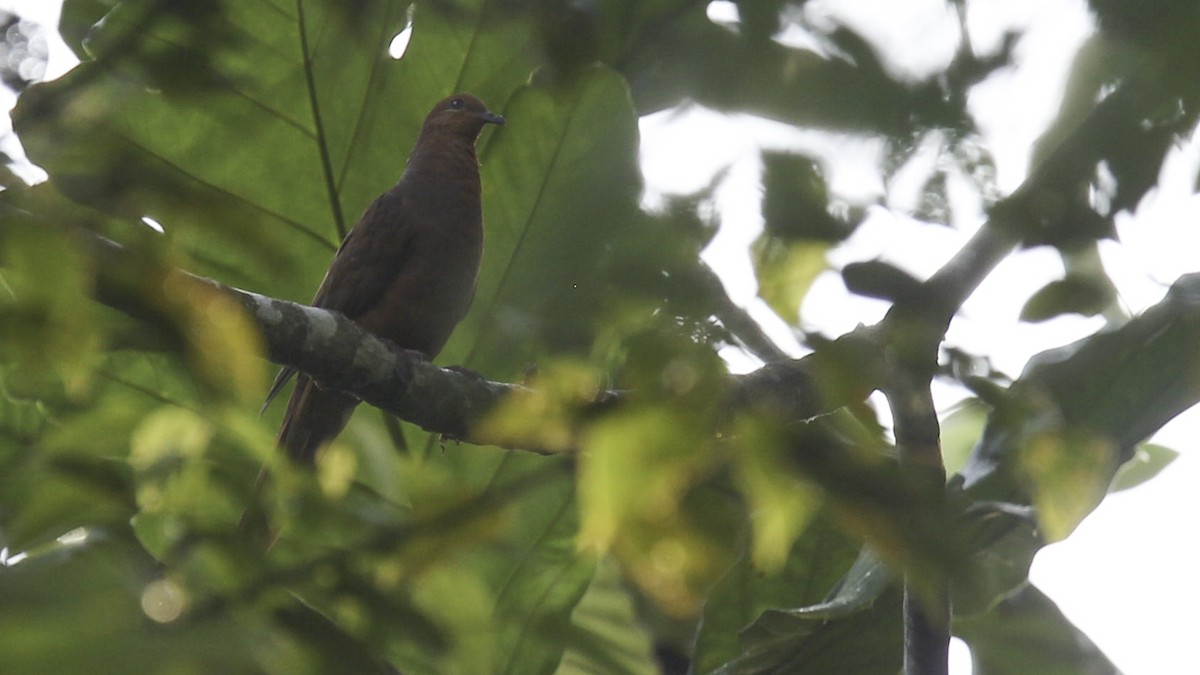 Barusan Cuckoo-Dove - ML612279651