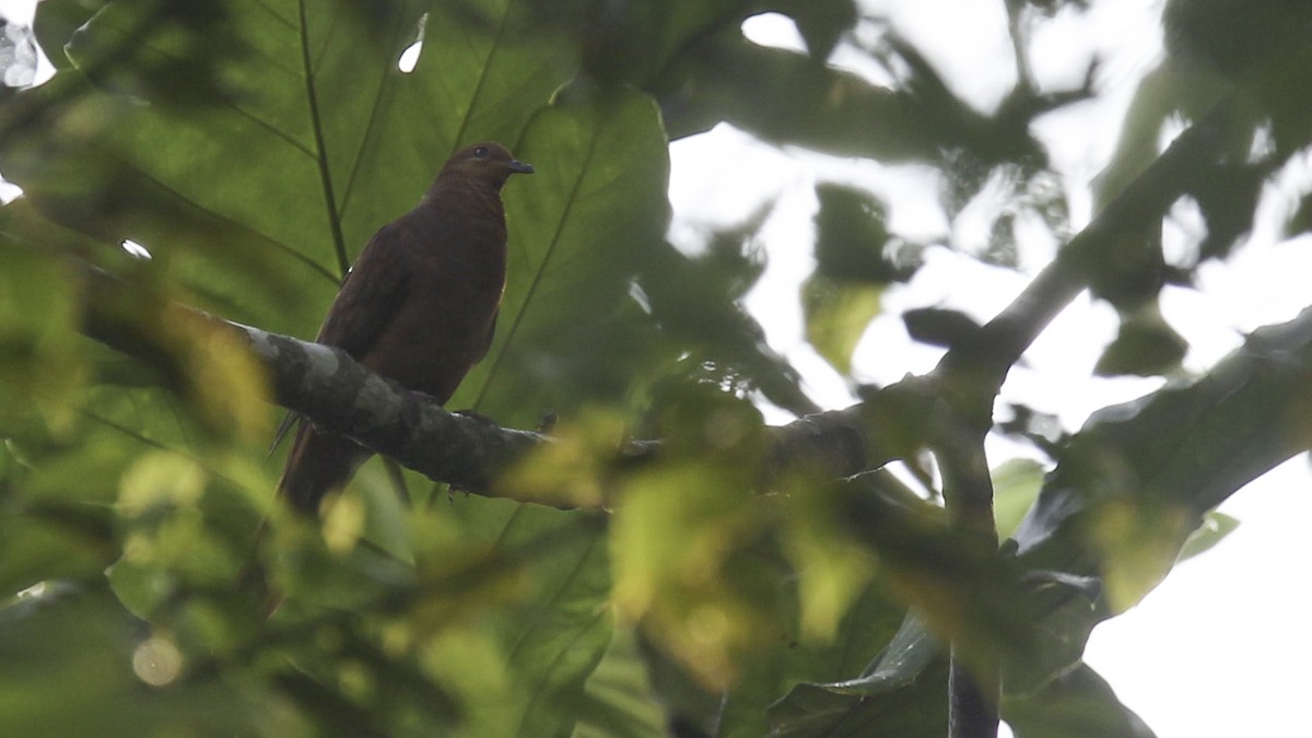 Barusan Cuckoo-Dove - ML612279653