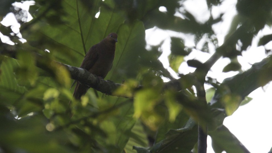 Barusan Cuckoo-Dove - ML612279654