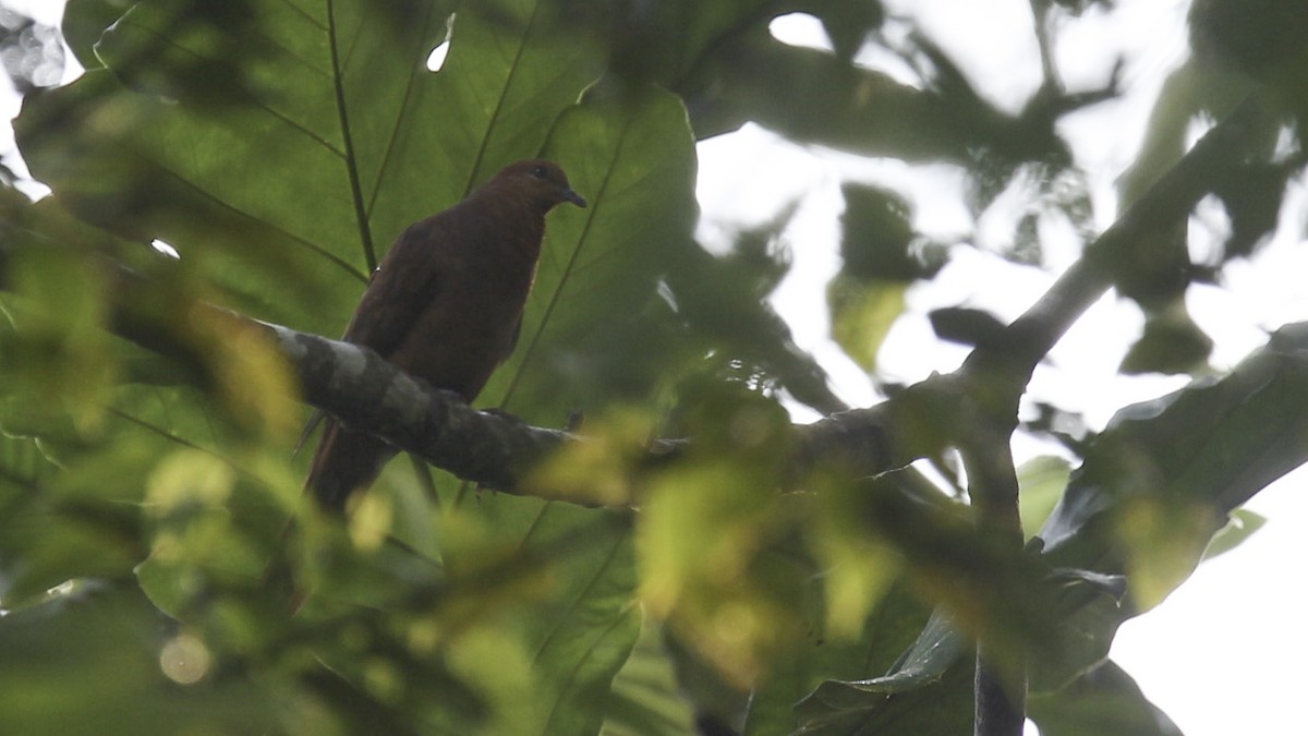 Barusan Cuckoo-Dove - ML612279655