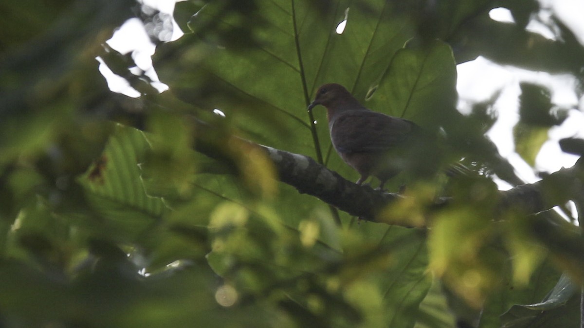 Barusan Cuckoo-Dove - ML612279656