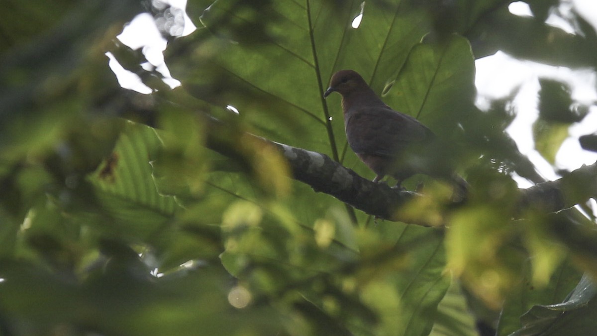 Barusan Cuckoo-Dove - ML612279657