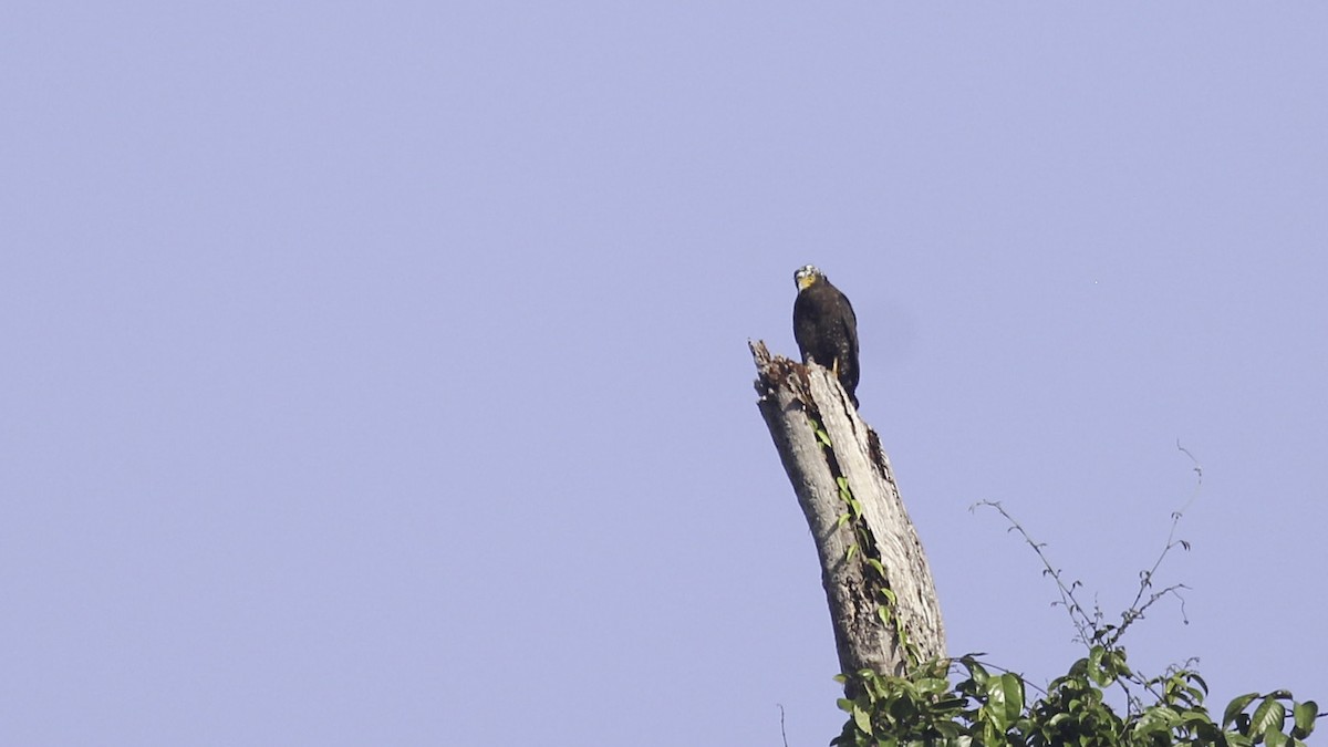 Crested Serpent-Eagle (Mentawai) - ML612279674