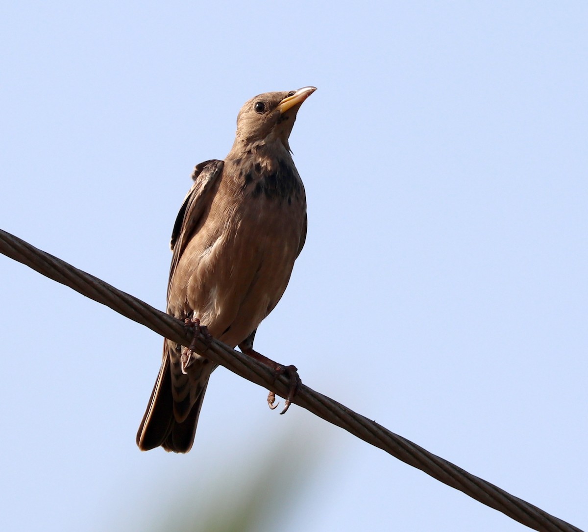 Rosy Starling - ML612279683