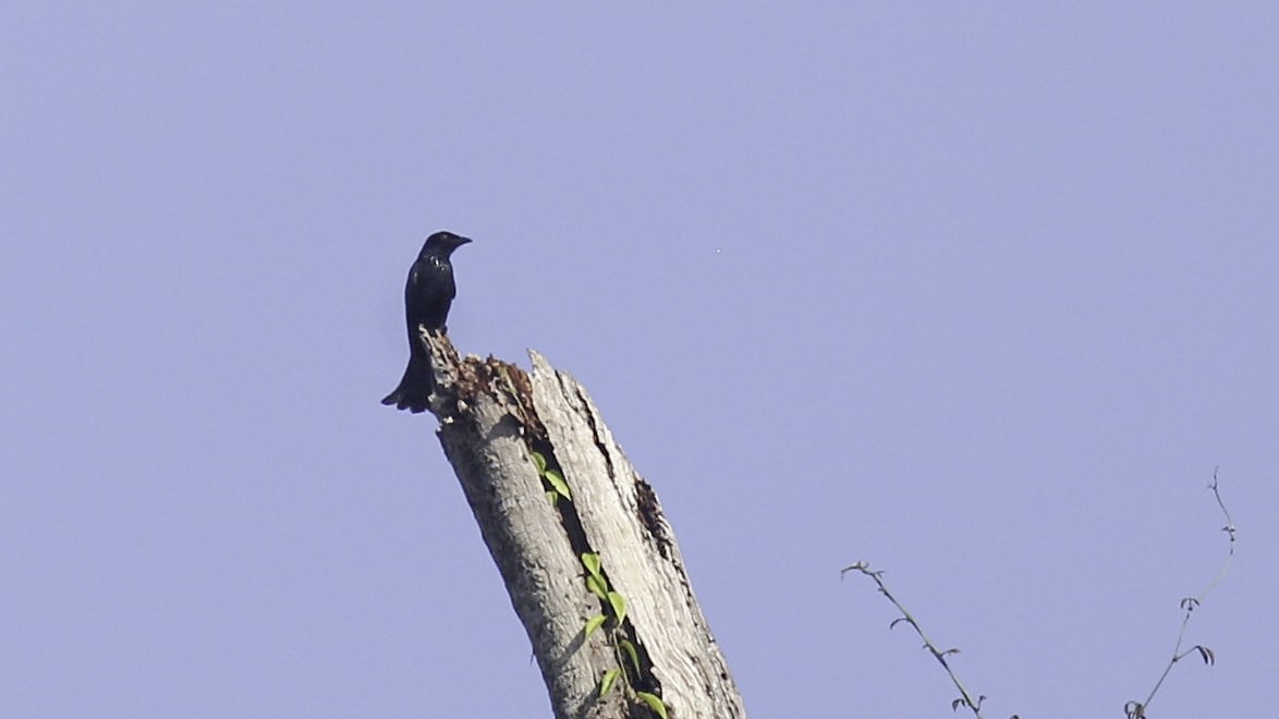 Hair-crested Drongo (Mentawai) - ML612279684