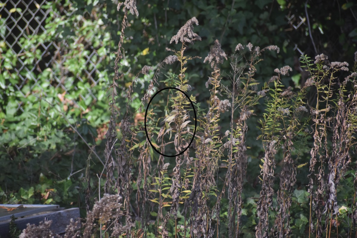 Ruby-crowned Kinglet - ML612279740