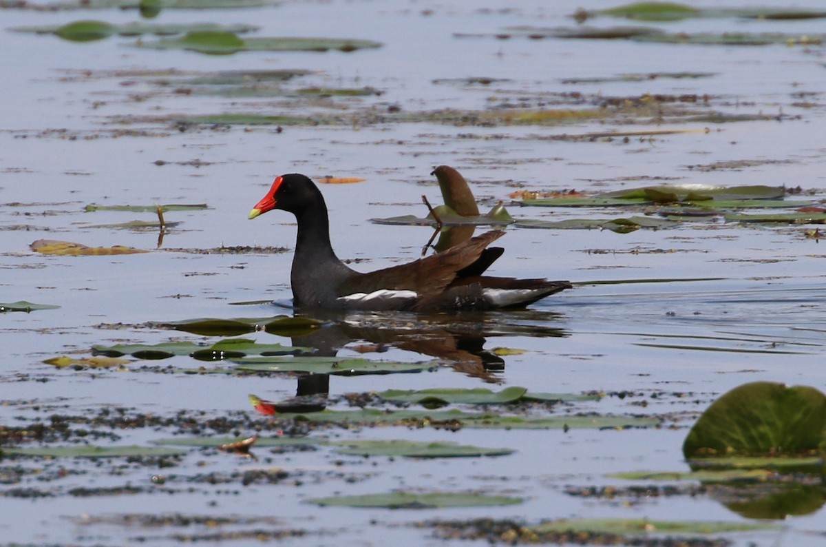 Gallinule d'Amérique - ML61227981