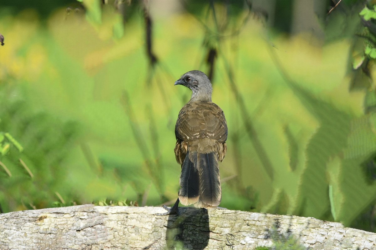 Plain Chachalaca - ML612279814