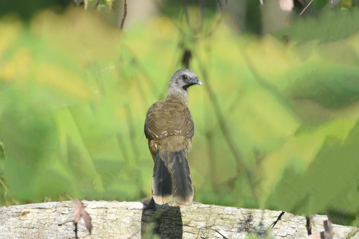 Plain Chachalaca - Jane Crawford