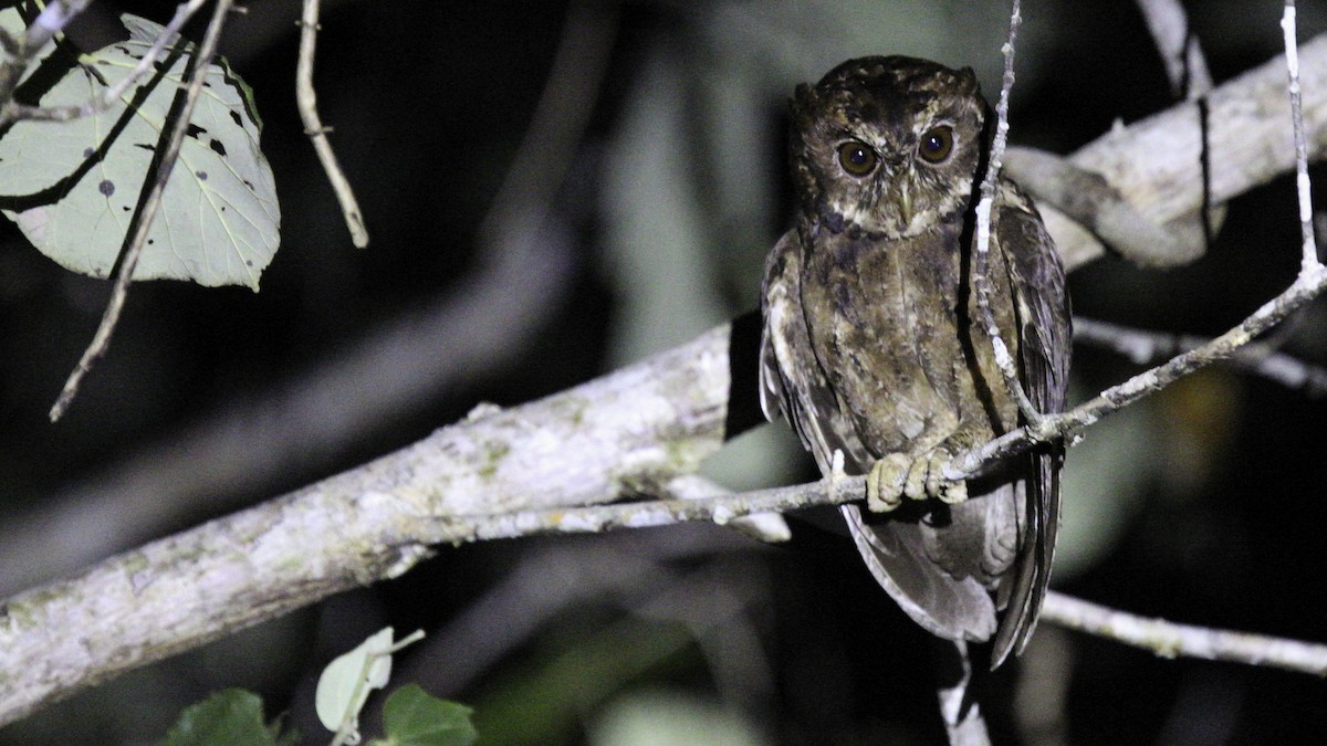 Mentawai Scops-Owl - Robert Tizard