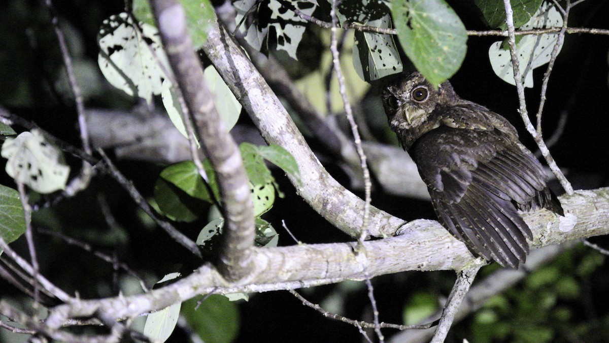 Mentawai Scops-Owl - Robert Tizard