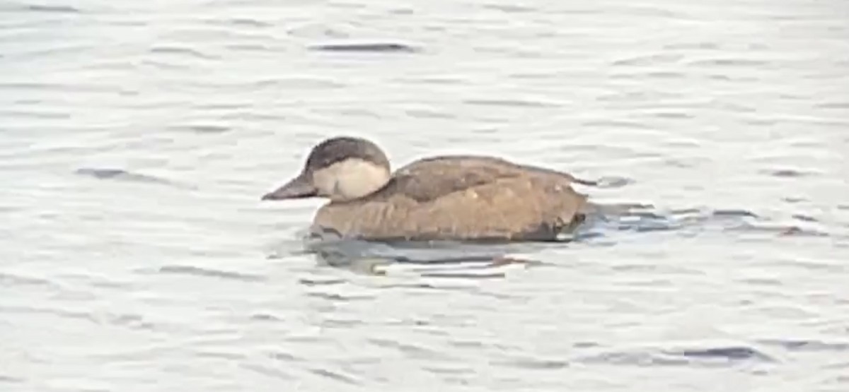 Black Scoter - ML612279919