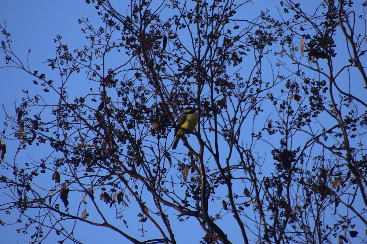 Boat-billed Flycatcher - ML612279920