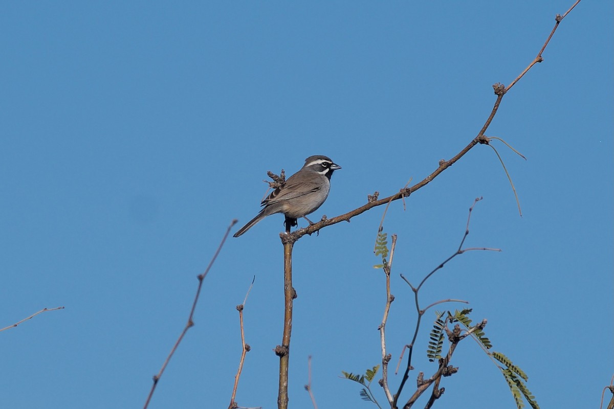 Black-throated Sparrow - Ben Schmandt