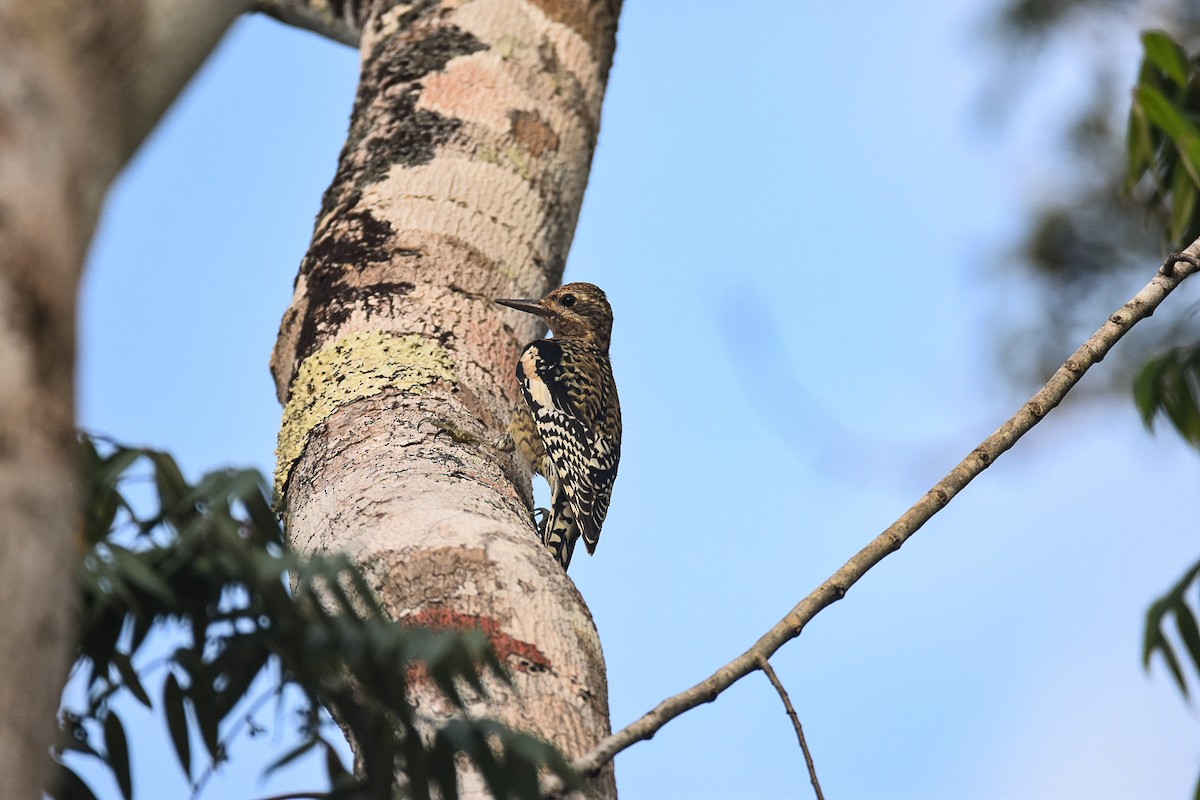 Yellow-bellied Sapsucker - ML612279967