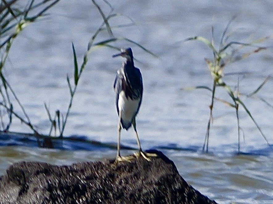 Tricolored Heron - ML612280034