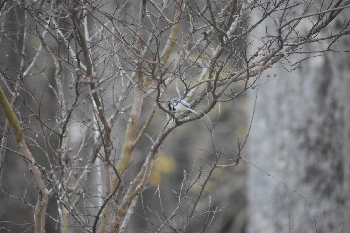 Carolina Chickadee - ML612280047