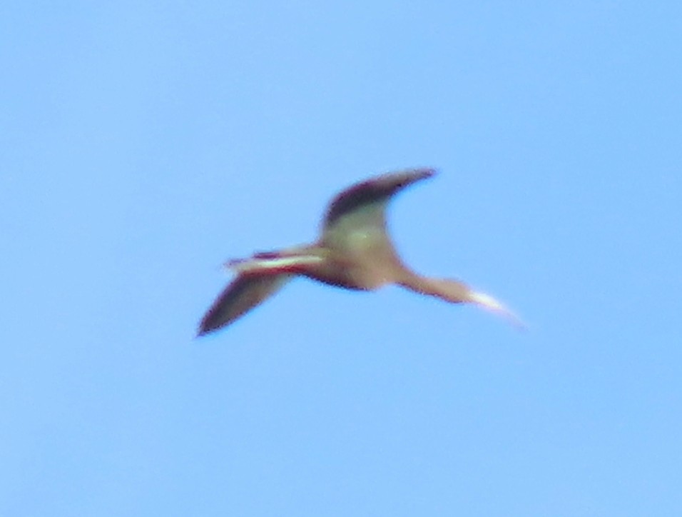 White-faced Ibis - ML612280092