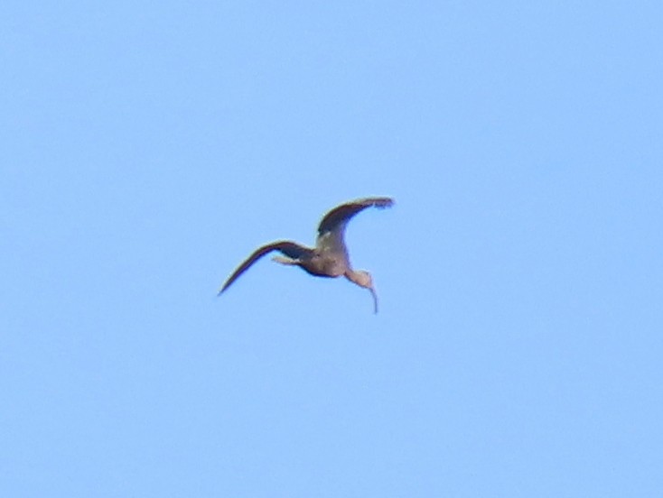 White-faced Ibis - ML612280093