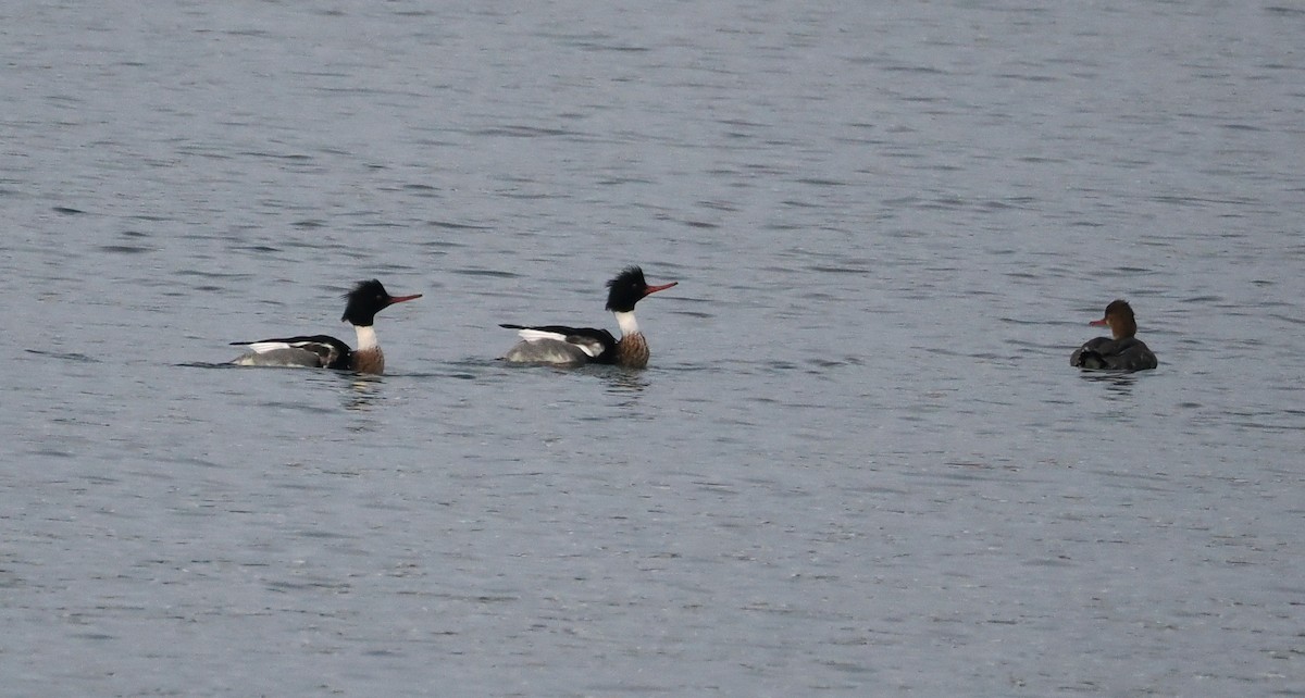 Red-breasted Merganser - Veronica Goidanich