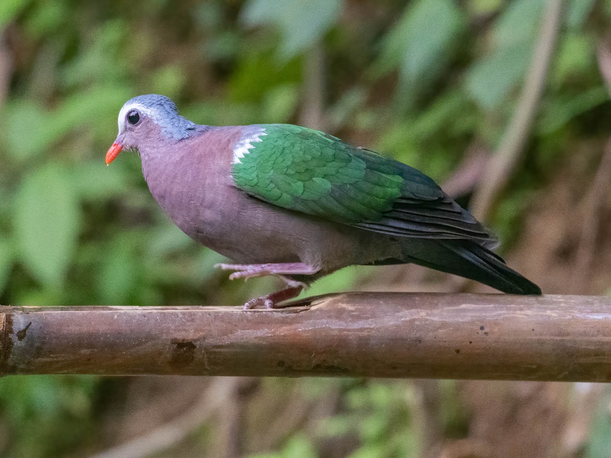 Palomita Esmeralda Cabecigrís - ML612280125