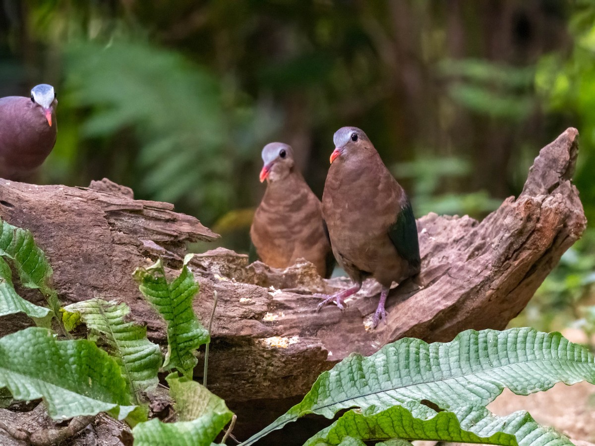 Asian Emerald Dove - Michael & Ellen LAM