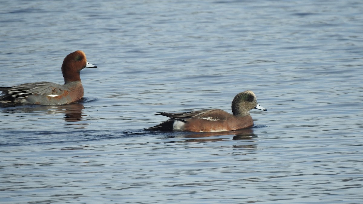 Canard d'Amérique - ML612280204