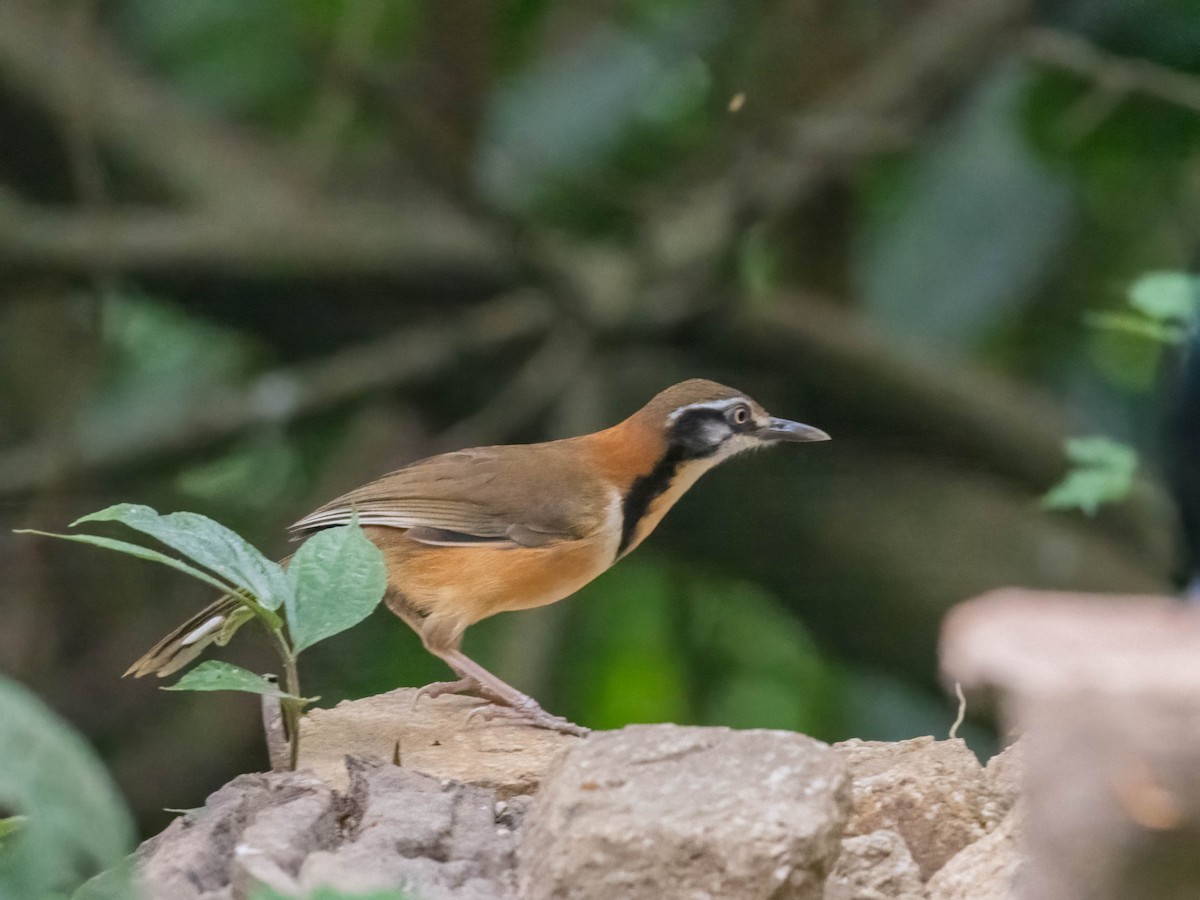 Lesser Necklaced Laughingthrush - ML612280234