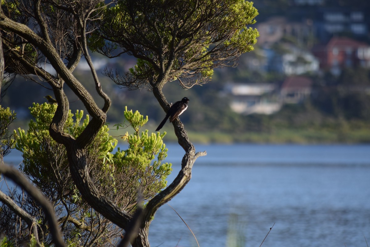 Willie-wagtail - ML612280254