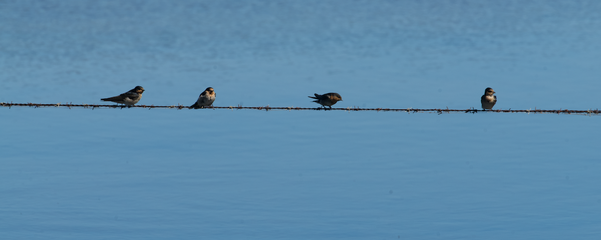 Golondrina Australiana - ML612280285