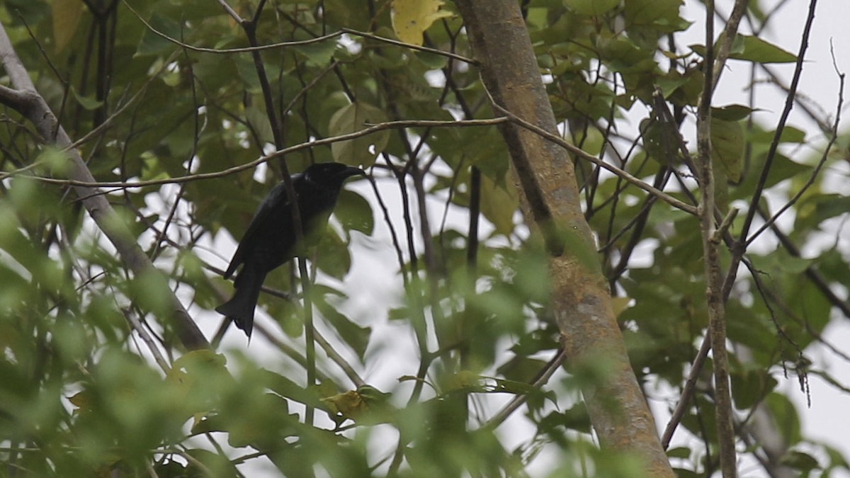 Hair-crested Drongo (Mentawai) - ML612280408