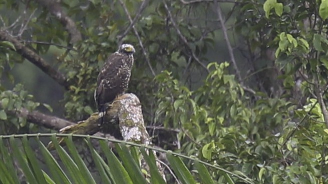 Crested Serpent-Eagle (Mentawai) - ML612280434