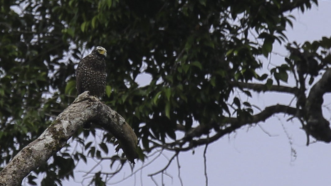 Crested Serpent-Eagle (Mentawai) - ML612280435