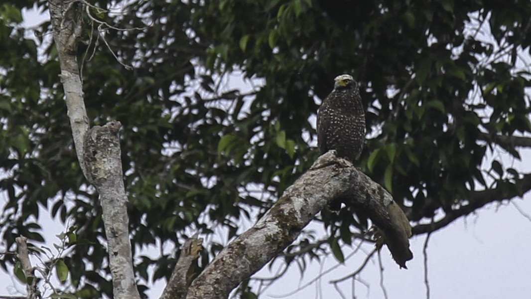 Crested Serpent-Eagle (Mentawai) - ML612280436