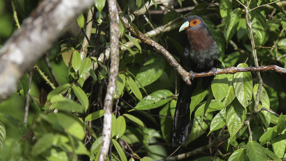 Mentawai Malkoha - Robert Tizard