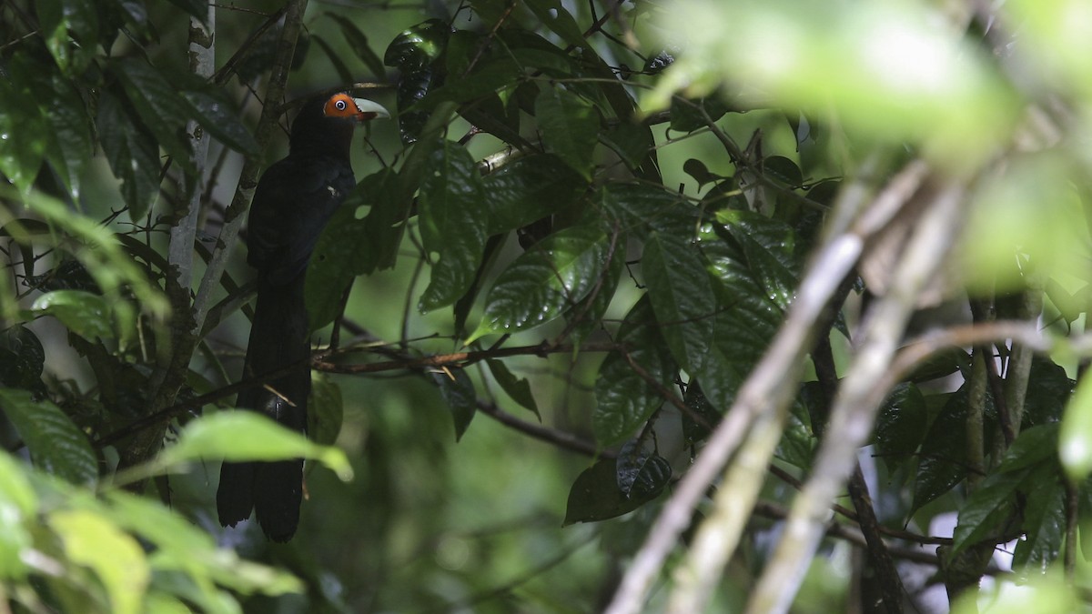 Chestnut-breasted Malkoha (Mentawai) - Robert Tizard