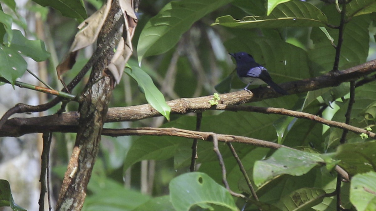 Black-naped Monarch - Robert Tizard